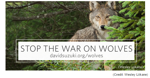 2016 08 17 David Suzuki Wolves