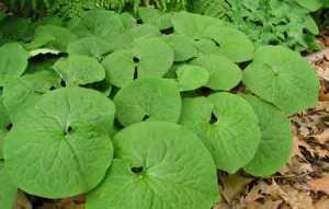 Asarum_canadense