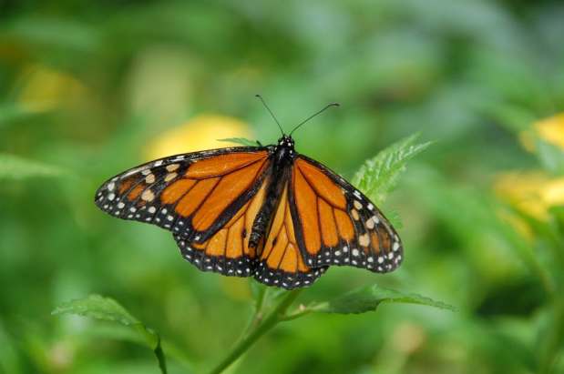 Monarch Playgrounds – Create A Butterfly&nbsp;Garden!