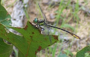 Clubtail1