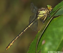 Clubtail2