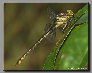 Clubtail2