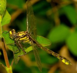 clubtail2