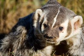 badger1