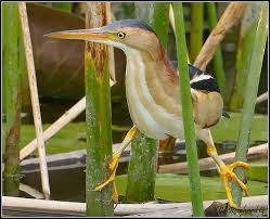 Least Bittern1