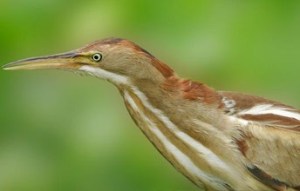 Least Bittern2