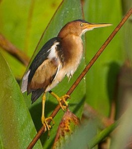 Least Bittern3