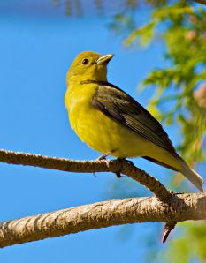 Scarlet Tanager (female)