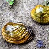 lampmussel1