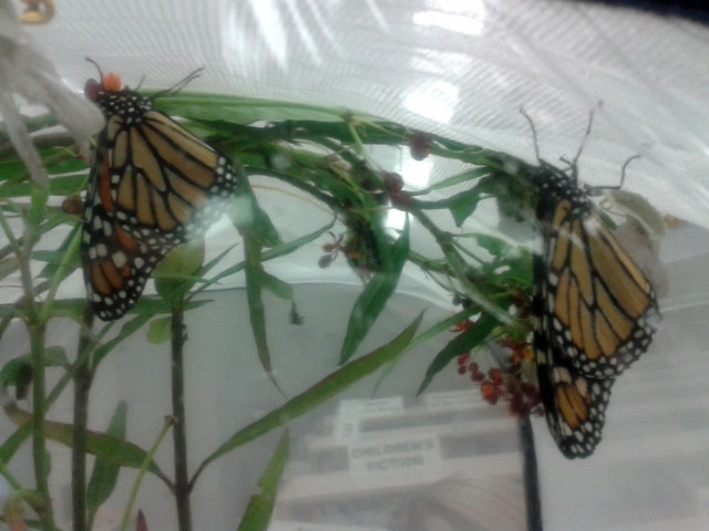 2014 09 10 Butterflies