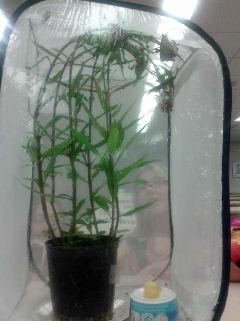 2014 09 10 Butterflies2