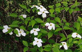 dogwood2