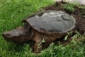 snapturtle1