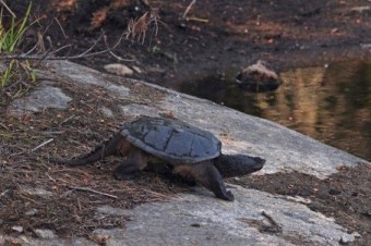 turtle2