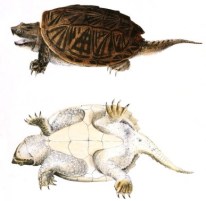 turtle3