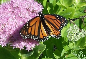 Hope McCallum Thamesford