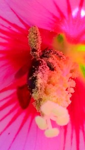 michellecaskey1ingersoll