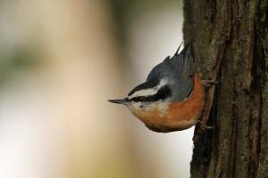 michieldeWitIngersoll