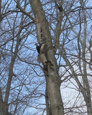 PileatedWoodpecker_STaylor_crop