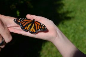 Graceyn Thompson crunch n munch hand held Ingersol