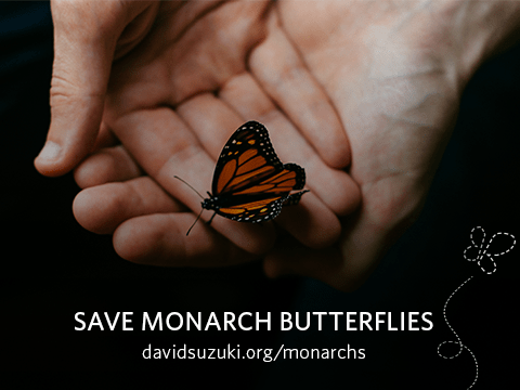The David Suzuki Foundation Wants Us To “Save Monarch Butterflies Before It’s Too&nbsp;Late”