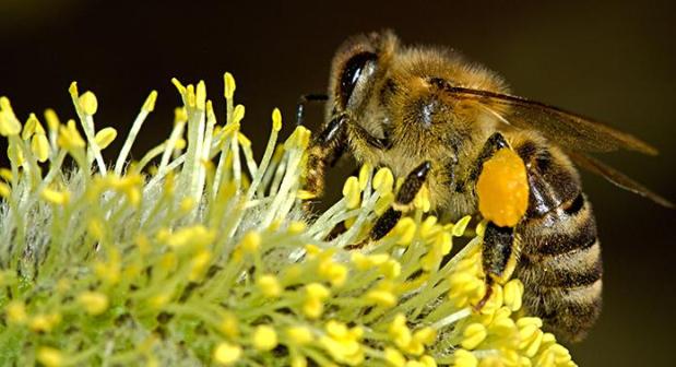 Probiotics Could Improve Survival Rates In Honey Bees Exposed To&nbsp;Pesticide