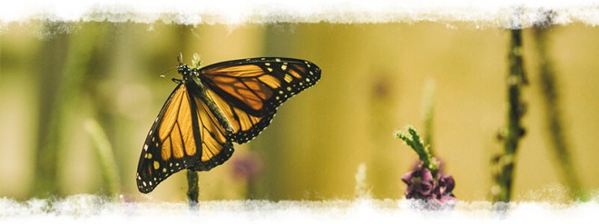 monarch_on_flower_EM1-cropped-texture