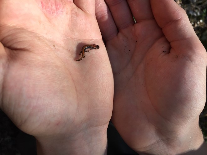 LNR_Newborn salamander May 2018