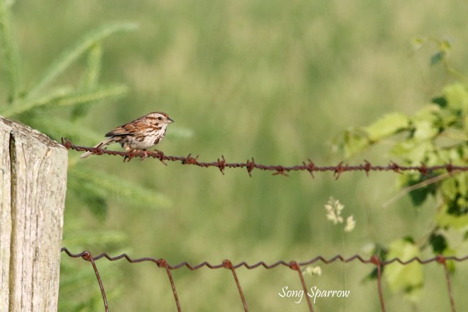2M7A5287a6 song sparrow