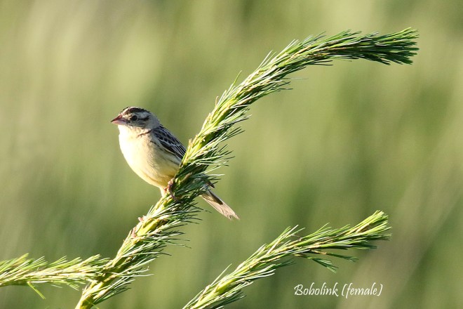 2M7A5291a6 bobo female 1