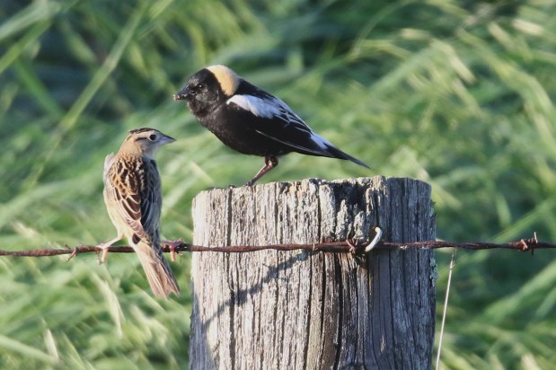 IDNC Tours Parker&nbsp;Farm