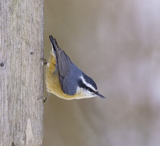 Red-Breasted Nuthatch - (Sitta canadensis)