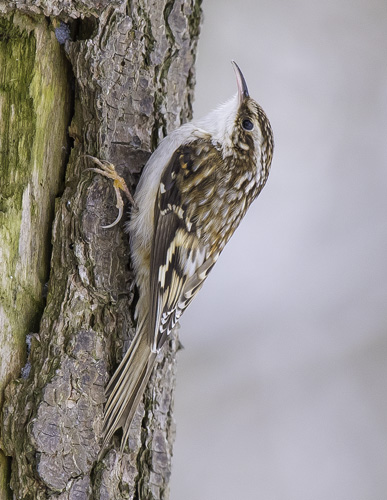Brown Creeper - (Certhia americana)