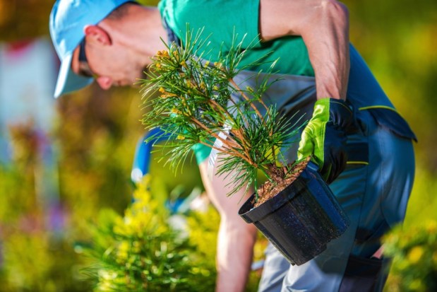 University Of Waterloo Study Links Planting Native Trees, Greenery With Lower Day-Time&nbsp;Temperatures
