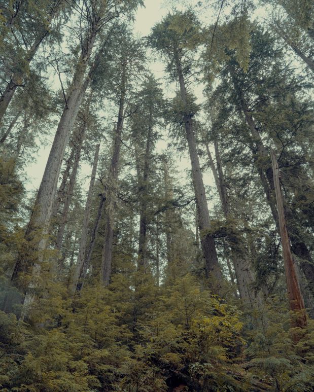 The Social Life Of&nbsp;Forests