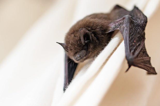 The Canadian Bat Box&nbsp;Project